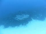 2011-09-05 14-22-45 Steven